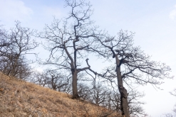 Dilijan národní park - Týden po Arménii (březen 2023)