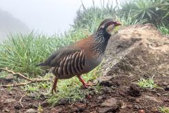 z letiště Funchal na nejvyšší vrchol Madeiry (Pico Ruivo)