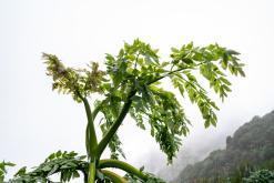 z letiště Funchal na nejvyšší vrchol Madeiry (Pico Ruivo)