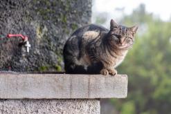 z letiště Funchal na nejvyšší vrchol Madeiry (Pico Ruivo)