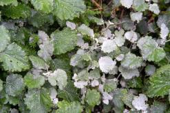 pěšky z nejvyššího vrcholu Madeiry (Pico Ruivo) na západ ostrova do Porto Moniz