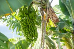 pěšky z nejvyššího vrcholu Madeiry (Pico Ruivo) na západ ostrova do Porto Moniz