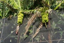 pěšky z nejvyššího vrcholu Madeiry (Pico Ruivo) na západ ostrova do Porto Moniz