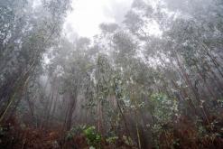 pěšky z nejvyššího vrcholu Madeiry (Pico Ruivo) na západ ostrova do Porto Moniz