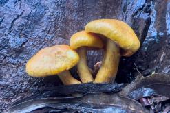 pěšky z nejvyššího vrcholu Madeiry (Pico Ruivo) na západ ostrova do Porto Moniz