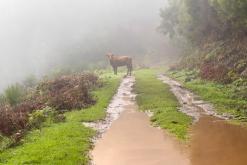 pěšky z nejvyššího vrcholu Madeiry (Pico Ruivo) na západ ostrova do Porto Moniz