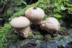 pěšky z nejvyššího vrcholu Madeiry (Pico Ruivo) na západ ostrova do Porto Moniz