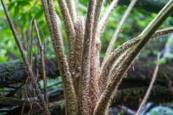 pěšky z nejvyššího vrcholu Madeiry (Pico Ruivo) na západ ostrova do Porto Moniz