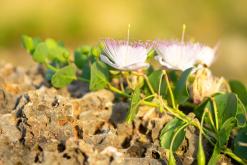 Zingaro - Prodloužený víkend po Sicílii (květen 2022)