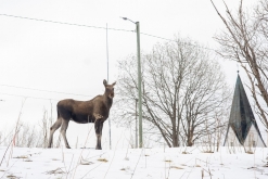 Evenes (Narvik) - Norsko