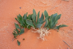 Vádí Rum - Týden po Jordánsku (leden 2023)