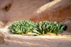 Vádí Rum - Týden po Jordánsku (leden 2023)