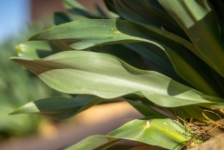 Vádí Rum - Týden po Jordánsku (leden 2023)