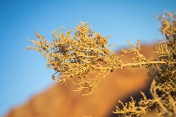 Vádí Rum - Týden po Jordánsku (leden 2023)