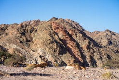 Vádí Rum - Týden po Jordánsku (leden 2023)