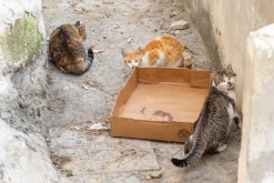 Ammán - Týden po Jordánsku (leden 2023)