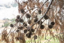 Ammán - Týden po Jordánsku (leden 2023)