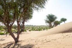 Jalan Bani Bu Hassan, Wahibská poušt - Týden po Ománu (říjen 2022)