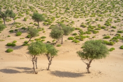Jalan Bani Bu Hassan, Wahibská poušt - Týden po Ománu (říjen 2022)