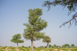 Jalan Bani Bu Hassan, Wahibská poušt - Týden po Ománu (říjen 2022)