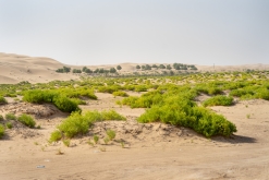 Jalan Bani Bu Hassan, Wahibská poušt - Týden po Ománu (říjen 2022)