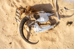 Jalan Bani Bu Hassan, Wahibská poušt - Týden po Ománu (říjen 2022)