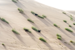 Jalan Bani Bu Hassan, Wahibská poušt - Týden po Ománu (říjen 2022)