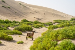 Jalan Bani Bu Hassan, Wahibská poušt - Týden po Ománu (říjen 2022)