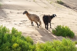 Jalan Bani Bu Hassan, Wahibská poušt - Týden po Ománu (říjen 2022)