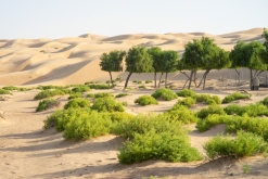 Jalan Bani Bu Hassan, Wahibská poušt - Týden po Ománu (říjen 2022)