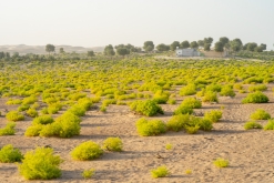Jalan Bani Bu Hassan, Wahibská poušt - Týden po Ománu (říjen 2022)