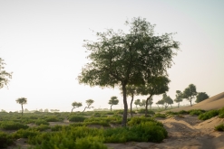 Jalan Bani Bu Hassan, Wahibská poušt - Týden po Ománu (říjen 2022)