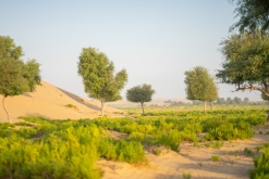 Jalan Bani Bu Hassan, Wahibská poušt - Týden po Ománu (říjen 2022)