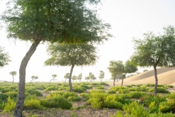 Jalan Bani Bu Hassan, Wahibská poušt - Týden po Ománu (říjen 2022)