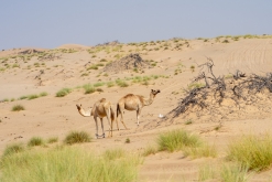 Jalan Bani Bu Hassan, Wahibská poušt - Týden po Ománu (říjen 2022)