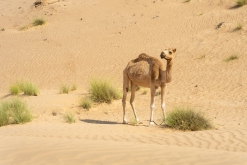 Jalan Bani Bu Hassan, Wahibská poušt - Týden po Ománu (říjen 2022)
