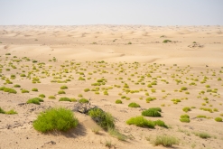 Jalan Bani Bu Hassan, Wahibská poušt - Týden po Ománu (říjen 2022)