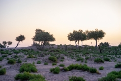 Jalan Bani Bu Hassan, Wahibská poušt - Týden po Ománu (říjen 2022)