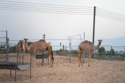 Jalan Bani Bu Hassan, Wahibská poušt - Týden po Ománu (říjen 2022)