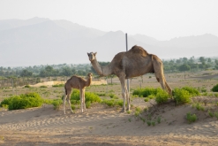 Jalan Bani Bu Hassan, Wahibská poušt - Týden po Ománu (říjen 2022)