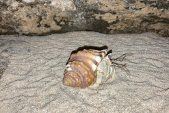 Salála - Týden po Ománu (říjen 2022)