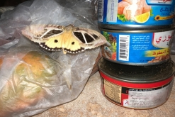 Salála - Týden po Ománu (říjen 2022)