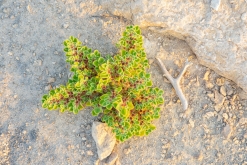 Salála - Týden po Ománu (říjen 2022)