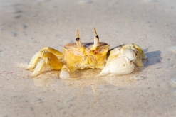 Salála - Týden po Ománu (říjen 2022)