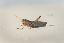 Salála - Týden po Ománu (říjen 2022)