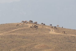 Salála - Týden po Ománu (říjen 2022)