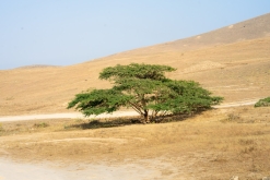 Salála - Týden po Ománu (říjen 2022)