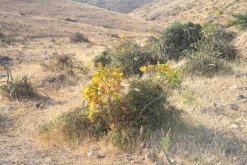 Salála - Týden po Ománu (říjen 2022)