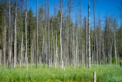 Luleå - Prodloužený víkend v Laponsku (červenec 2022)