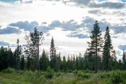 Muddus národní park - Prodloužený víkend v Laponsku (červenec 2022)